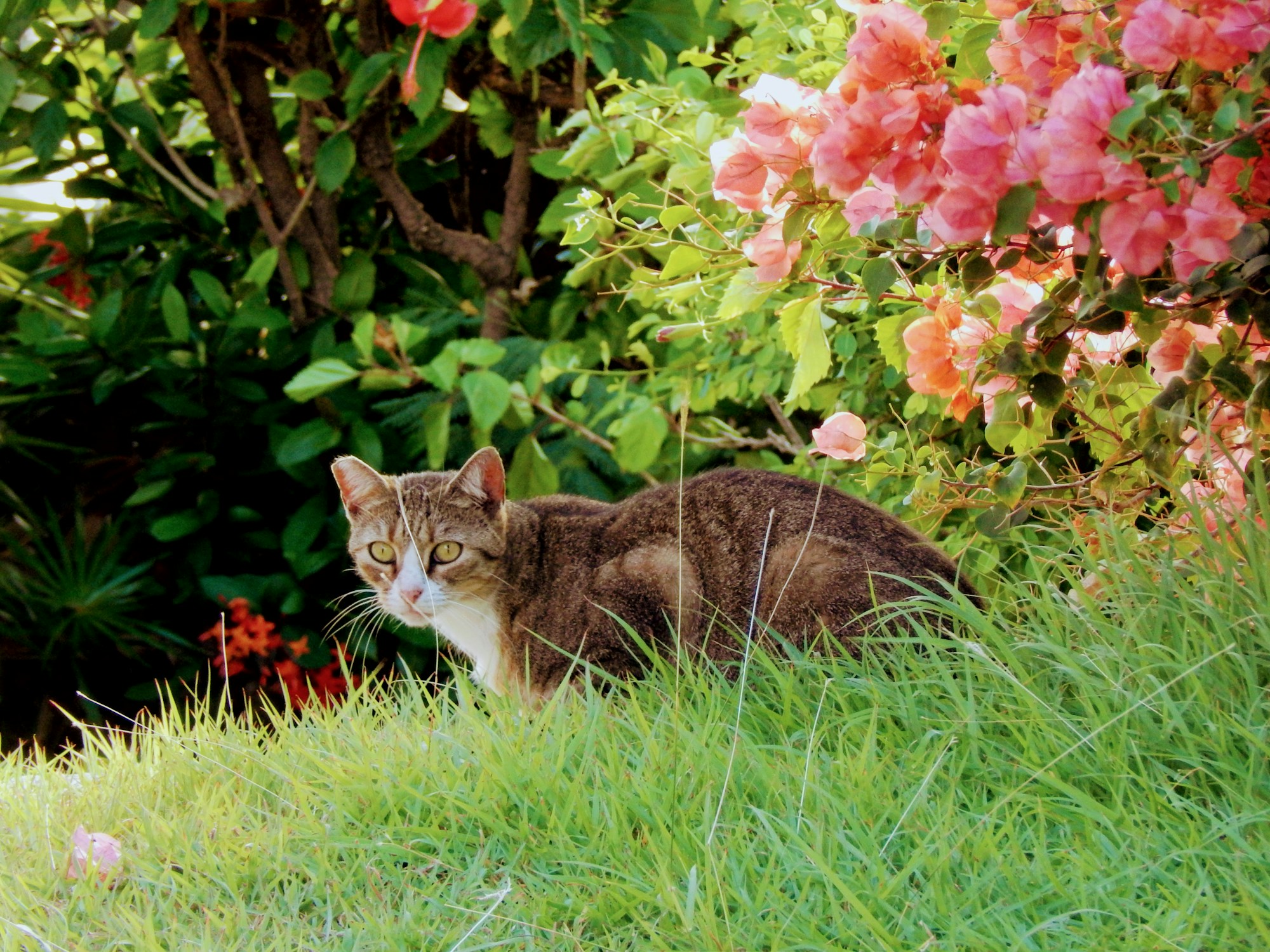 Illustrative photo of a cat in a garden