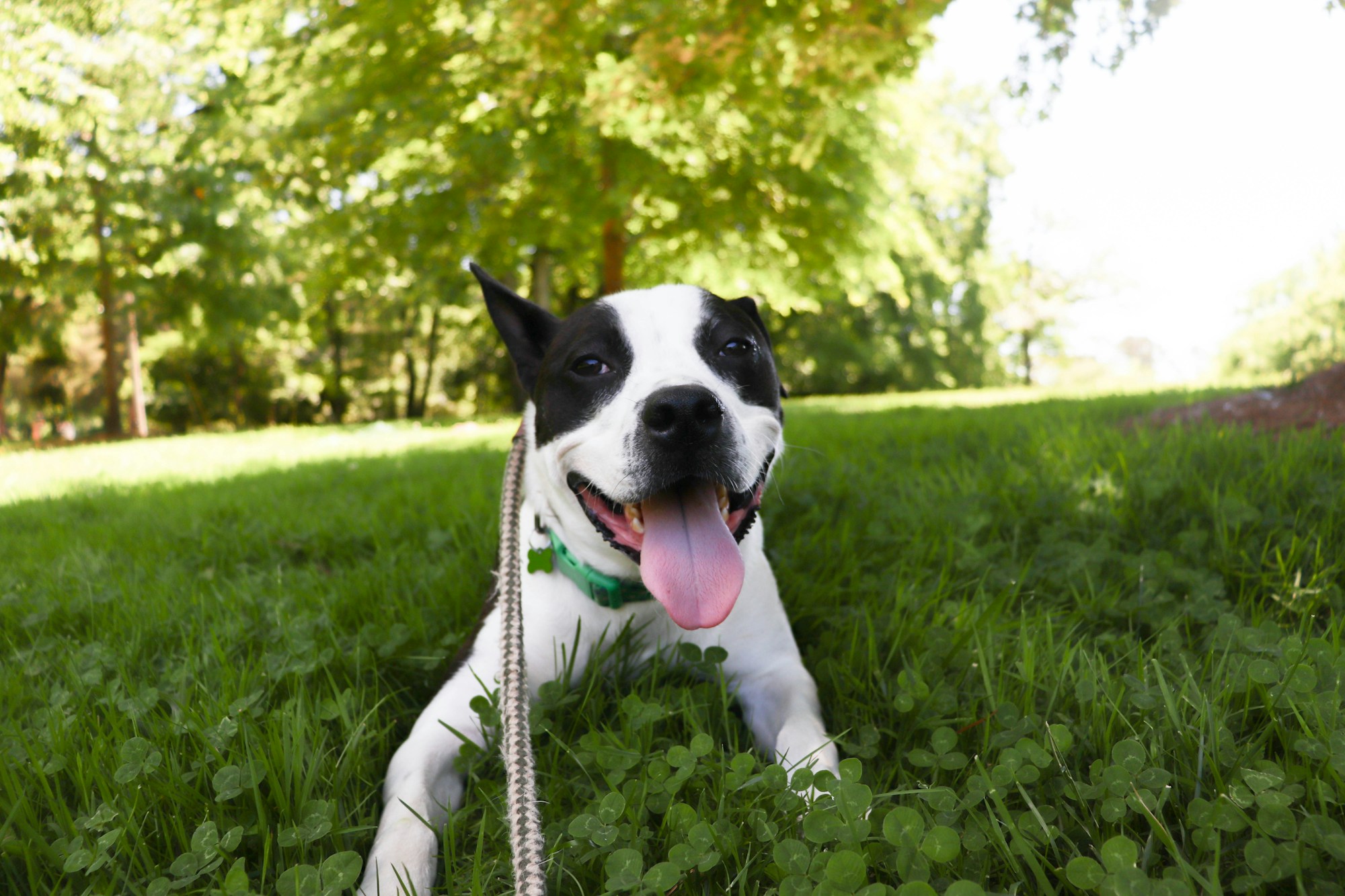 Sample photo of a happy dog enjoying the sunshine