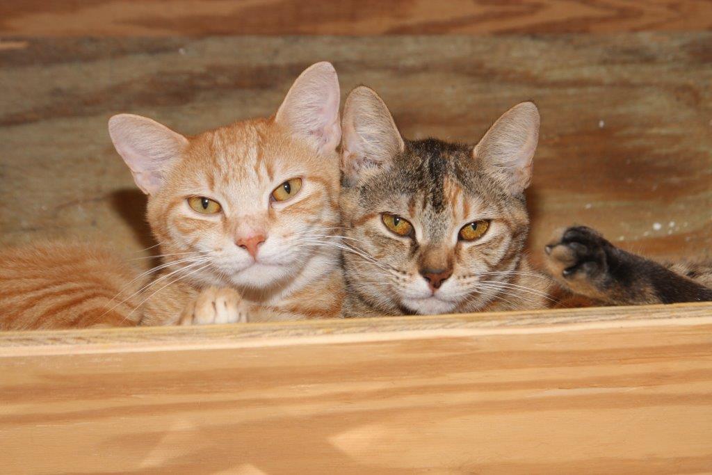 Two cats resting together