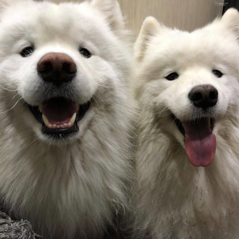 Two white dogs sitting close together